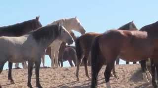 WILD HORSES  CAVALLI SELVAGGI III°part [upl. by Edin]