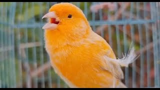 Most Beautiful Canary Bird Singing Song For Training Canaries [upl. by Tallie]