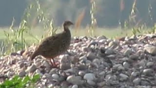 Black Francolin Francolinus francolinus female [upl. by Whitehurst]