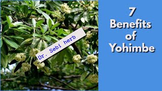 YOHIMBE PT 1  7 Benefits of Yohimbe Bark  Dr Sebi Approved drsebi alkaline [upl. by Rukna291]