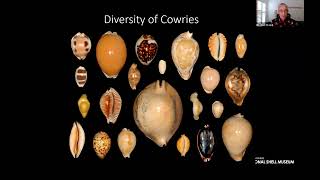 The Charisma of Cowries [upl. by Kimbra]