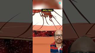 Mosquito Bite Mechanism 🤔🤔  mosquito bloodline insects amazingfacts [upl. by Ramma]