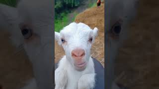 Mom goat calling and baby goats responding animals animalsounds viral goat goatsound goats [upl. by Claiborne]