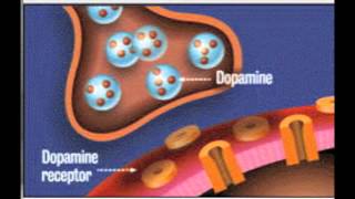 Dopamine in action [upl. by Warrin]