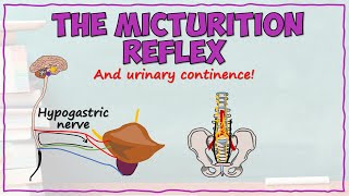 The Micturition Reflex [upl. by Ayt800]