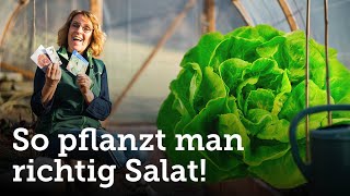 Den eigenen Salat säen und pflanzen Tipps und Tricks dazu 🥬 [upl. by Rani]