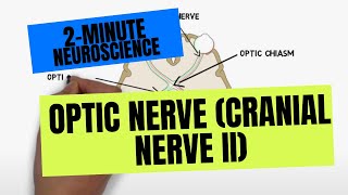 2Minute Neuroscience Optic Nerve Cranial Nerve II [upl. by Percival]