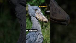 shoebill stork  shoebill stork vs crocodile facts shorts [upl. by Syramad]