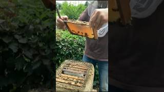 Essa caixa de abelhas é insana abelhas honeybee bee [upl. by Skricki379]