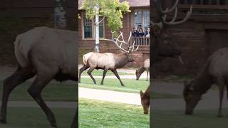 Elk Rut Madness Giant Bull Elk Bugling and Running Wild [upl. by Nnazus182]