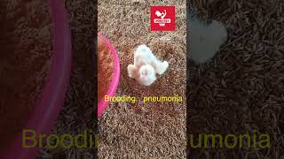 Brooder pneumonia in chicks poultrytek poultrytips aspergillosis shortsyoutube poultry [upl. by Notrab]