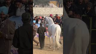 Sandeep Sekhon’s Stallion Rustom Wins Punjab Horse Show at Muktsar Mela 2024 [upl. by Amadus867]