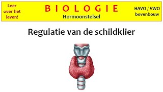 Biologie  Hormoonstelsel5  Regulatie van de schildklier [upl. by Roseline995]