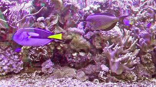 3D Meeresaquarium 3D Anaglyph redcyan Glass 4K [upl. by Linnie998]