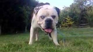 Numb Skull the Alapaha Bulldog in the UK [upl. by Ephraim331]