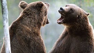 Stunning Footage of Two Bears Duking It Out for Dominance [upl. by Albarran]