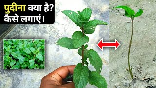 पुदीना क्या है कैसे लगाएं पूरी जानकारी🌿🌿pudina ki plants Kaise lagaen  How to cultivate mint [upl. by Akiaki97]