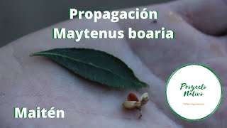 Proyecto Nativo Propagación del maitén Maytenus boaria Nº2 [upl. by Imot]