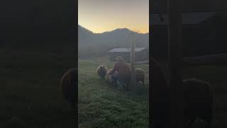 Sunset snacks for our Shetland Sheep [upl. by Rask]