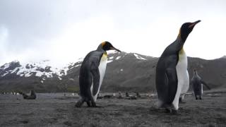 King penguin slaps another pengiun in argument [upl. by Emeline548]