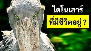 6 สัตว์โบราณในยุคก่อนประวัติศาสตร์ที่ยังอยู่ให้เราได้เห็น [upl. by Erinna]