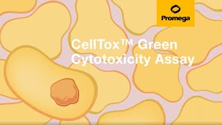 CellTox™ Green Cytotoxicity Assay [upl. by Combs]