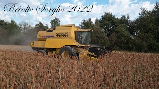 Récolte sorgho 2022  Le 25 Août  New Holland TF 76 [upl. by Reivax]