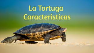 La Tortuga  Características Se protegen escondiéndose en su caparazón [upl. by Serg148]