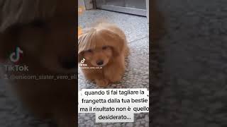 quando ti fai tagliare la frangetta dalla tua bestie ma il risultato non è quello desiderato 🤣😂😭🙄 [upl. by Yuhas487]