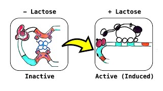 Lactose Lac Operon an inducible operon deepdive video [upl. by Higginson]