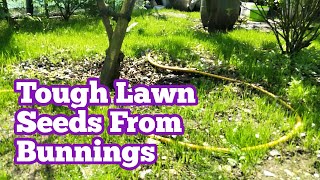 Tough Lawn Seeds From Bunnings Warehouse  After 2 Months [upl. by Hniv377]