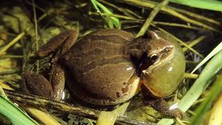 Pacific Chorus Frog call [upl. by Edholm]