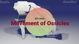 Ossicles movement [upl. by Gio650]