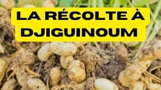 La Récolte de lArachide A DJIGUINOUM Partie 1 [upl. by Schifra]