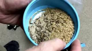 Mini mealwormsTenebrio obscurusunboxing and feeding response test [upl. by Colley258]