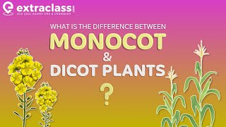 Dicot amp monocot leaf [upl. by Orabla433]