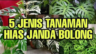 5 JENIS TANAMAN HIAS JANDA BOLONG [upl. by Westerfield302]