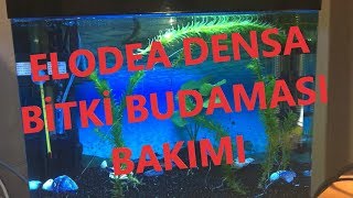 ELODEA DENSA  BakımıBudaması  How Can I Trim Elodea Densa   akvaryum bitki [upl. by Iuq]