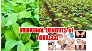 MEDICINAL BENEFITS of TOBACCO  MercyAcas [upl. by Cheke266]