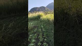 Lettuce Iceberg farmer niceview highlight lettuce relaxing shortvideo [upl. by Lenneuq288]