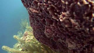 8 Marine life Gibsons Bight Rotan Honduras [upl. by Hallimaj]