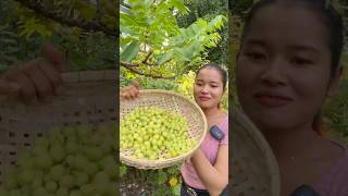 I have a gooseberry tree near my house siscookingtv mukbang fruit gooseberry shorts [upl. by Trovillion435]