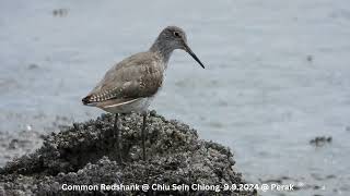 Common Redshank  Chiu S C DSCN1255 [upl. by Ahseet73]