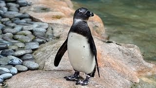 Penguin Bloopers Chocolate the African Penguin [upl. by Aicel]