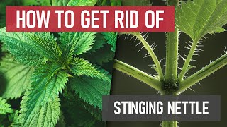 How to Get Rid of Stinging Nettle Weed Management [upl. by Eidde]