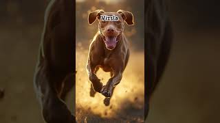 Vizsla vizsla dogbreed dogs [upl. by Richardson]