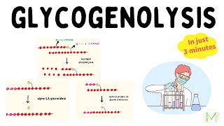 Glycogenolysis  In just 3 minutes  Biochemistry  Medinare [upl. by Ayak]