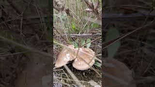 PLEUROTUS ERYNGII  SETA DE CARDO 😍🤪🍄 2592024 PROXIMAMEMTE VIDEO COMPLETO [upl. by Minda]