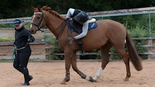 🐴How to Train Horses Why Training A Horse Before Riding Is Important [upl. by Orv]