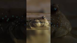 Mudskipper The Fish That Walks on Land [upl. by Odelle734]